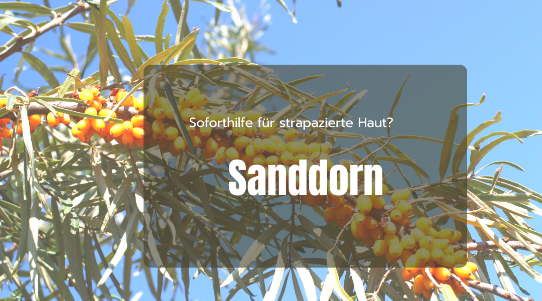 Sanddorn: Sanddornstrauch mit Früchten