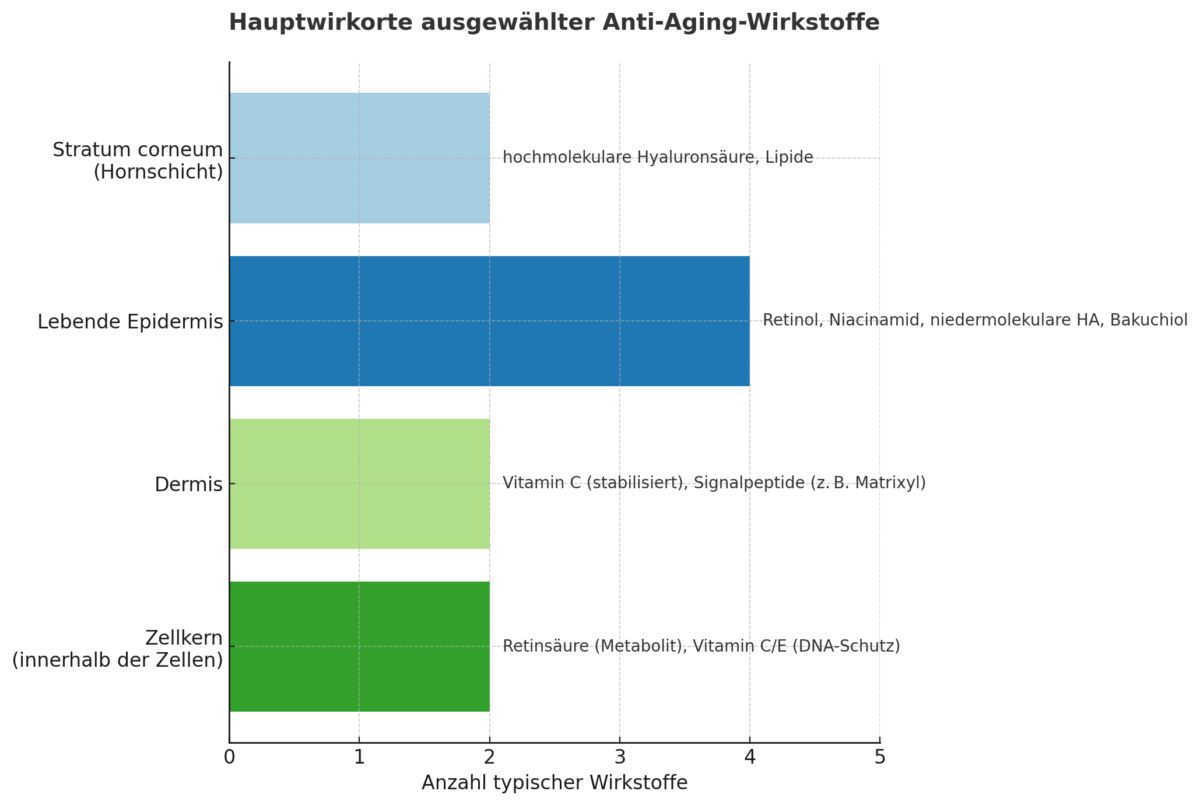 Diagramm Hauptwirkorte Anti-Aging-Wirkstoffe